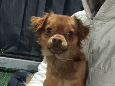Buscan a Piti: se perdi� en Alto Comedero y su familia est� angustiada