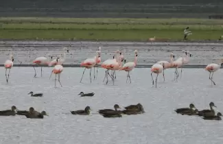 flamencos en jujuy