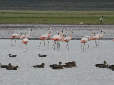 flamencos en jujuy
