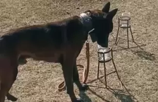 olfato perros rutas del noa