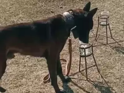 olfato perros rutas del noa
