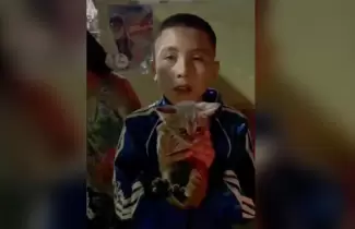 rescate gato