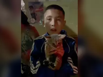 rescate gato