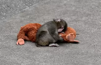 PETA exige el traslado urgente de Punch, el mono que conmueve al mundo