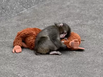 PETA exige el traslado urgente de Punch, el mono que conmueve al mundo