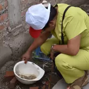 Sin casos de dengue confirmados, Jujuy extrema controles ante la crítica situación en Salta y Bolivia