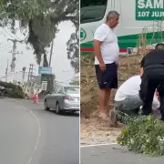 Alto La Viña: por los fuertes vientos, cayó la rama de un árbol e hirió a una persona