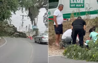 arbol caido alto la vina