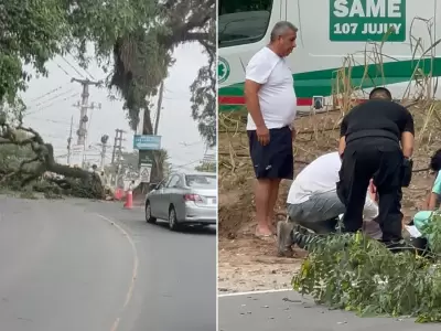 arbol caido alto la vina