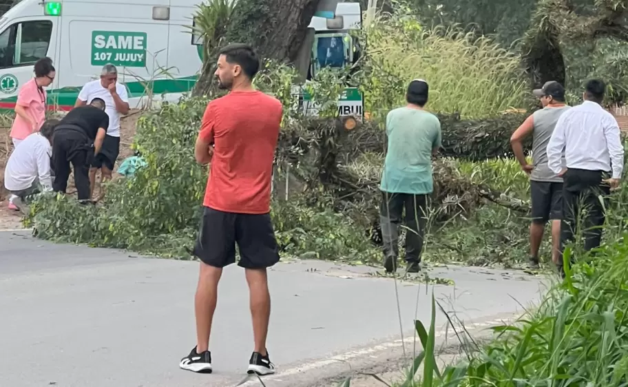 arbol caido alto la vina