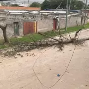 Árboles y postes caídos por el temporal en Jujuy: cómo seguirá el tiempo