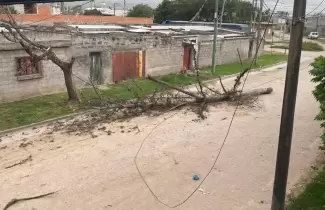 �rbol ca�do barrio malvinas