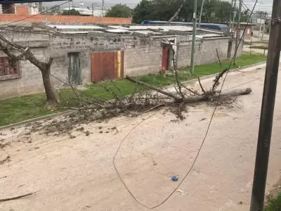 �rbol ca�do barrio malvinas