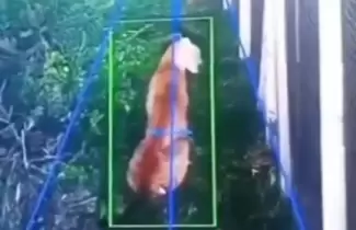 Alerta en un country, puma en un barrio privado de Hudson