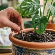 Por qué recomiendan poner clavos en la tierra de las plantas