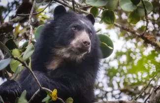oso andino
