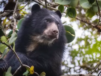 oso andino