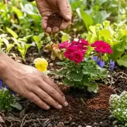 Por qué recomiendan esparcir café usado en las plantas