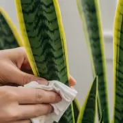 Por qué limpiar las hojas de la “lengua de suegra” mejora la salud de tu planta