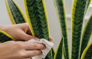 plantas