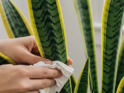 plantas