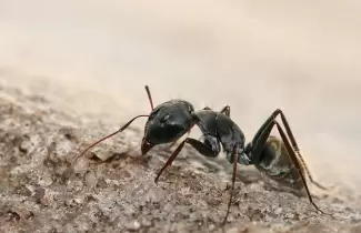 hormigas