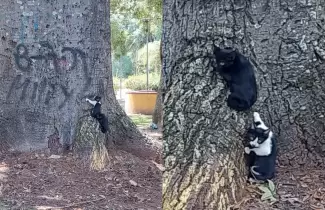 B�squeda urgente: rescatan a dos gatitos en el Parque San Mart�n, pero un tercer hermanito sigue desaparecido