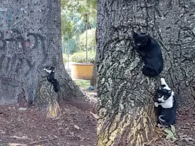 B�squeda urgente: rescatan a dos gatitos en el Parque San Mart�n, pero un tercer hermanito sigue desaparecido