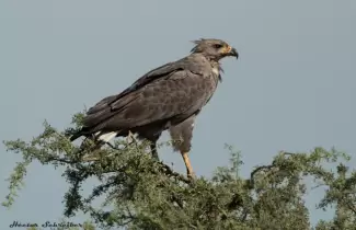 �guila Coronada, tiene su h�bitat natura en Argentina y est� en peligro de extinci�n
