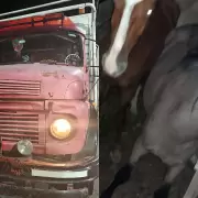 Operativos de control y rescate de fauna en Jujuy: intervenciones en Abra Pampa y Le�n
