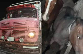 Operativos de control y rescate de fauna en Jujuy: intervenciones en Abra Pampa y Le�n