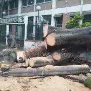 Se cayó un árbol de gran tamaño en el Comercial N°1: suspendieron las clases