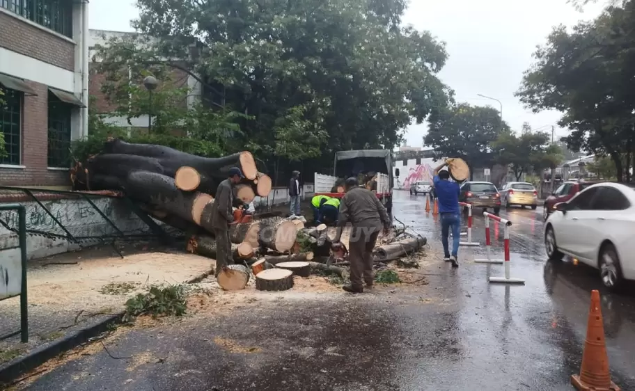 árbol caído en la Escuela de Comercio N°1