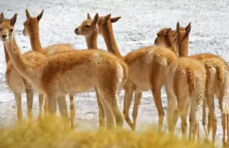 guia de flora y fauna de cauchari y olaroz EXAR