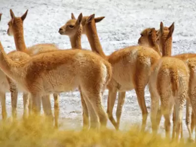 guia de flora y fauna de cauchari y olaroz EXAR