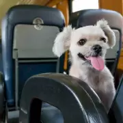 Habilitan el traslado de mascotas en el tren Buenos Aires-Mar del Plata: requisitos, costos y condiciones