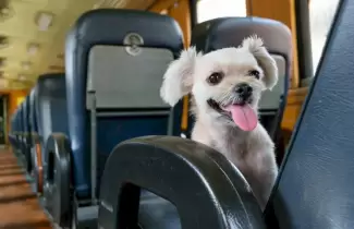 tren perrito