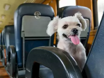 tren perrito