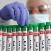 Detectan el primer caso de gripe aviar A (H9N2) en humanos en Europa