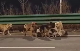 grupo de perros escaparon en china