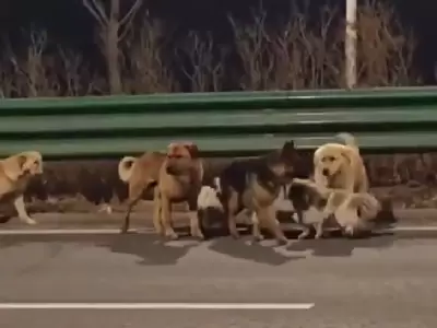 grupo de perros escaparon en china