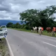 Palpalá: secuestraron otro caballo suelto y ya son 12 los animales retirados de la vía pública
