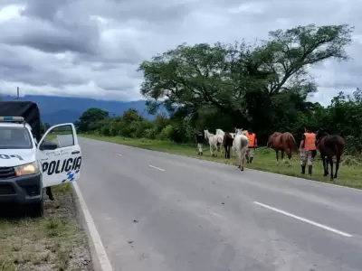 secuestro de animales en jujuy