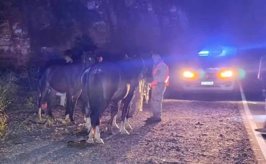 secuestro de animales en jujuy