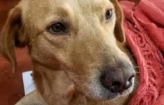 perrito abandonado villa jard�n de reyes