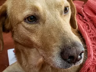 perrito abandonado villa jard�n de reyes
