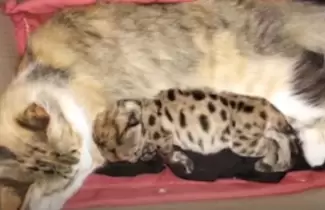 gata nodriza de un puma