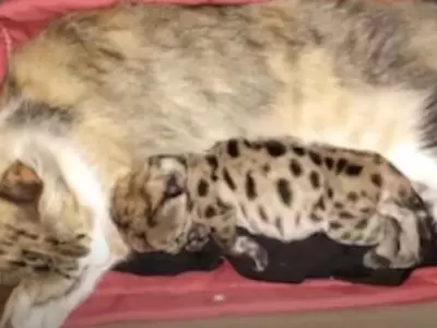 gata nodriza de un puma