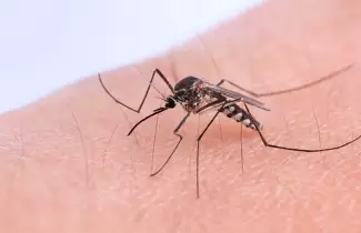 Chikungunya mosquito