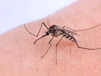Chikungunya mosquito